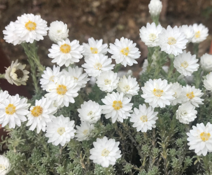 Helichrysum frigidum